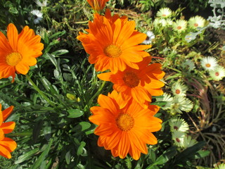 春の花壇に美しく咲き誇る、オレンジ色が鮮やかなオステオスペルマムの花