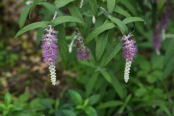 Rostrinucula dependens flowers.
Flowering tree native to China. Mint companion in Lamiaceae. A hardy deciduous shrub that blooms from August to October.
