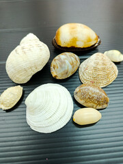 Sea shells on the black background