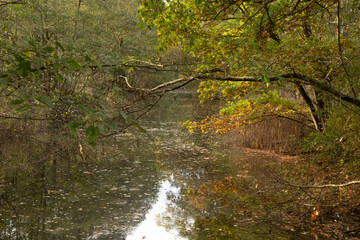 Müritz Nationalpark im Herbst mit Wasser