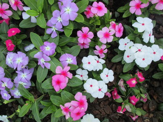 春の花壇に美しく咲き誇る、ピンクや白が鮮やかなニチニチソウの花