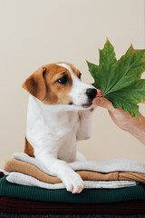 Cute dog jack russell terrier lies on a stack of sweaters and looks at autumn leaf on a beige background