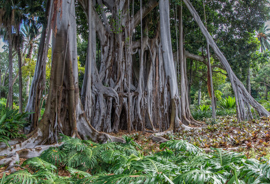 Banyan Tree Botanic Garden Puerto de la Cruz Tenerife Canary Islands