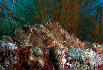 A Bearded Scorpionfish camouflaged amongst corals on a wreck Boracay Island Philippines