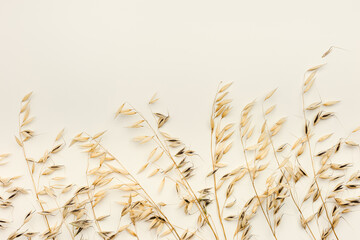 Top view ears of cereal crops, oats grain crop on beige color background, copy space. Ears of oats...