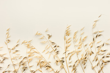 Top view ears of cereal crops, oats grain crop on beige color background, copy space. Ears of oats on table, minimal still life, harvest concept. Neutral background with organic plants