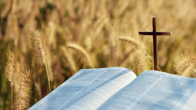 The sunset scenery, the Bible, the cross of the holy Jesus Christ, the reeds and the barley
