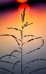 silhouette of grass at sunset