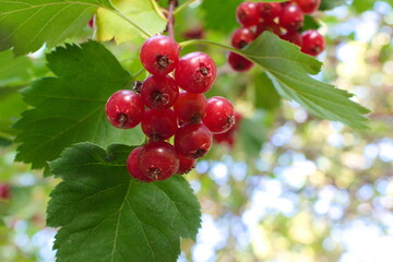 red berries