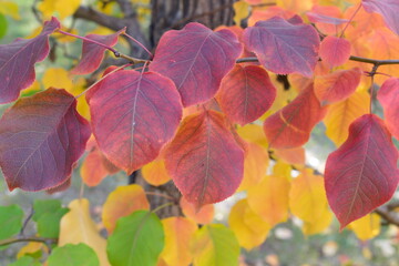 autumn leaves on a tree