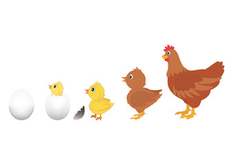 Chicken Evolution. Vector Illustration of Chicken Evolution. Egg, chicken, hen