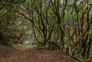 La Gomera Canary Islands forest landscapes.
