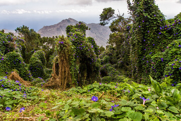 La Ganada Canary Islands La Granada flowers landscapes.