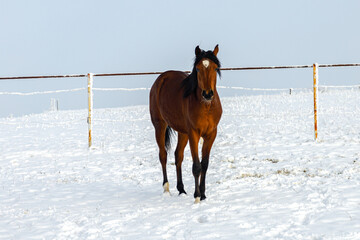 A horse in the winter