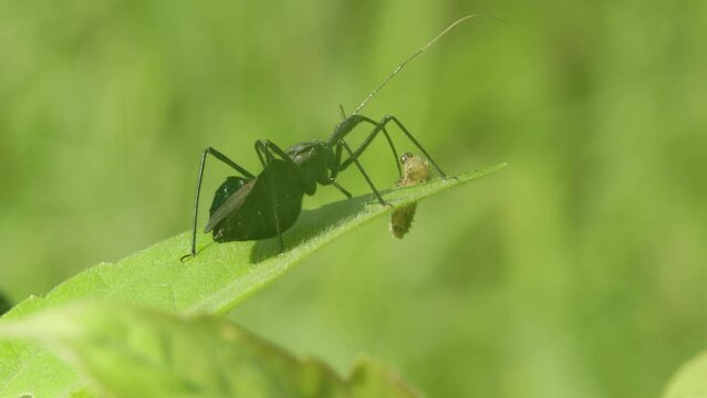 A Wheel Bug or Arilus cristatus clutching its prey in the form of larvae on the surface of a green leaf