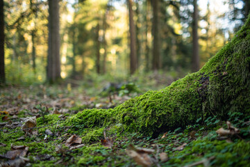 Naklejka premium Green moss and autumn leaves on tree stump roots in a forest autumn day. Low angle close up shot, no people