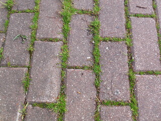Paving with rectangular concrete gray-pinkish tiles. Grass has sprouted in the cracks between the elements of the track.