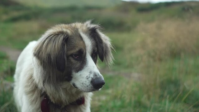 Close-up of a shepherd dog, looking into the frame. Portrait of a dog in the mountains. The compassionate look of a large dog that grazes a flock of sheep. High quality 4k footage