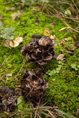 Wild autumn mushrooms growing in the forest in Europe in October. Close up shot, no people