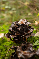 Wild autumn mushrooms growing in the forest in Europe in October. Close up shot, no people