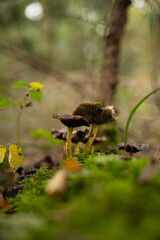 Wild autumn mushrooms growing in the forest in Europe in October. Close up shot, no people