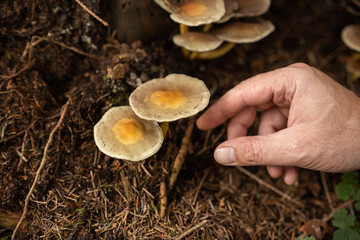 Wild autumn forest mushroom being picked by a male hand. Close up low angle shot, unrecognizable person