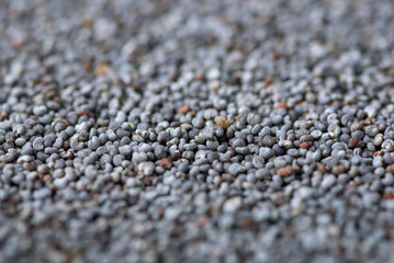 Close up shot of poppy seed. Macro photo of dark seed of poppy plant used in baking