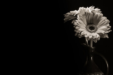 white gerbera flower for a sad mood, black and white background, melancholy