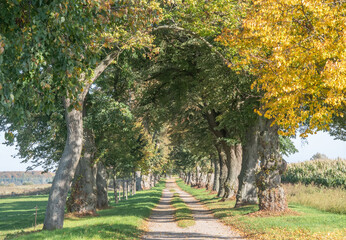 Schöne Allee mit Radweg bei Gotthun an der Müritz im Herbst