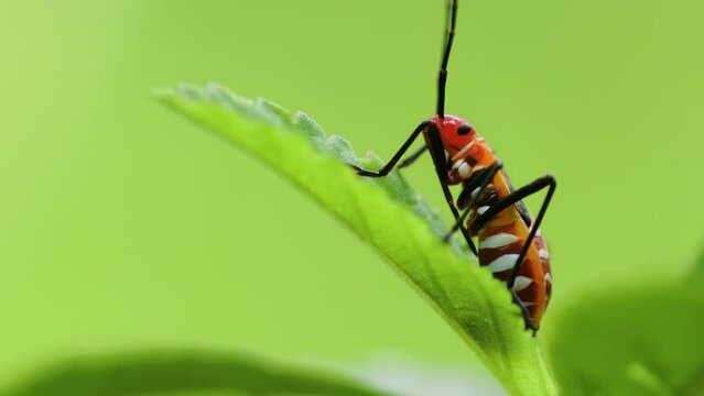 A Pyrrhocoridae commonly known as the red cotton stainer is perched on a green leaf surface