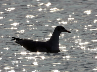 seagulls in silhouette swimming in the glittering river