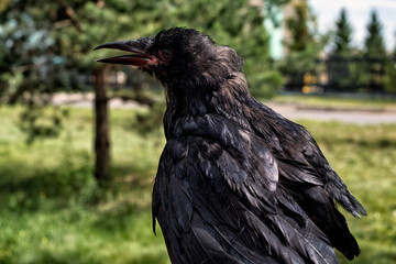 A black rook chick sits on a tree branch...