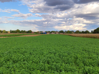 green lucerne field with cloudy sky in Vojvodina