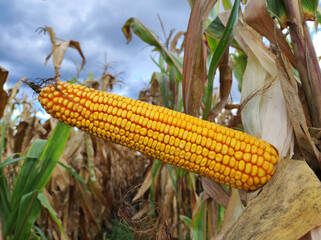 ripe golden corn cob in the field close up