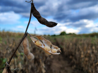 ripe soya bean field with cloudy sky