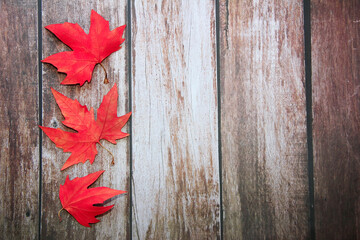 Obraz premium dry red maple leaves on a wooden background