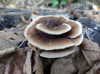 wild mushrooms growing in the forest in Fruska Gora