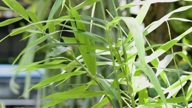 A group of ginger plants whose green stems and leaves sway in the wind