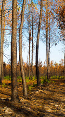 Forêt calcinée des Landes de Gascogne, après le passage des incendies de l'été 2022, en Gironde, à proximité de Landiras.  Des fougères repoussent déjà