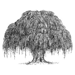 Vector hand drawn willow in sketch style isolated on white background. Monochrome tall big tree. Vintage artistic design art illustration. © cgterminal