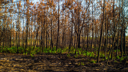 Forêt calcinée des Landes de Gascogne, après le passage des incendies de l'été 2022, en Gironde, à proximité de Landiras.  Des fougères repoussent déjà
