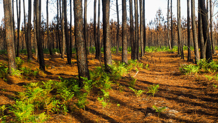 Fototapeta premium Forêt calcinée des Landes de Gascogne, après le passage des incendies de l'été 2022, en Gironde, à proximité de Landiras. Des fougères repoussent déjà