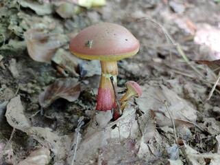 wild mushrooms growing in the forest in Fruska Gora