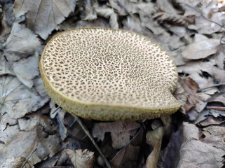 wild mushrooms growing in the forest in Fruska Gora