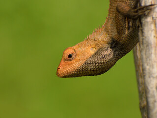 Closeup of a lizard.