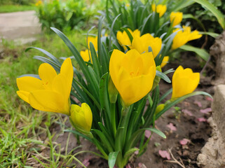 yellow crocuses blooming in the garden