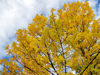 tree branches in yellow autumn color with blue sky in the background