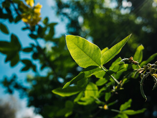 green leaves on a sunny day