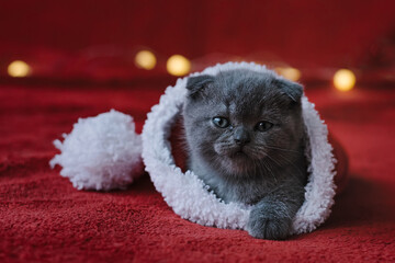 Beautiful Scottish fold kitten inside a Santa hat on a red background. Happy new year concept