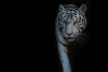white tiger come to us